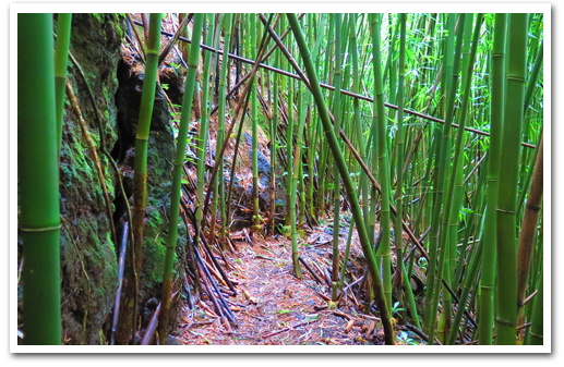 Bike, Hike, Sail and Snorkel Adventure Oahu