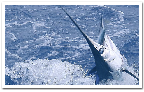 Best Deep Sea Fishing Charter on Oahu-Live Bait Sport Fishing in