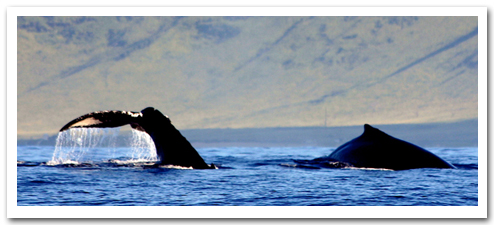 Waikiki.com Tours & Activities