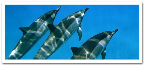 Waikiki.com Tours & Activities