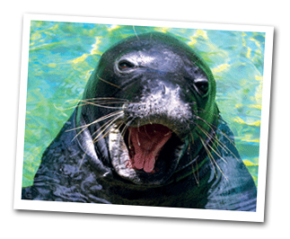 Waikiki Aquarium - Hawaiian Monk Seal